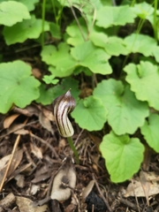 Arisarum