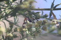 Cosmosoma cingulatum