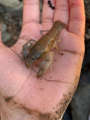 Cambarus bartonii