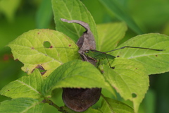 Phaneroptera nigroantennata