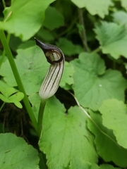 Arisarum