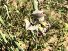 Gladiolus orchidiflorus