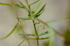 Scleromitrion diffusum