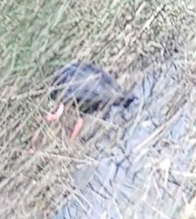 Porphyrio porphyrio