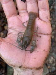 Cambarus bartonii