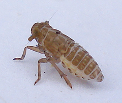 Conomelus anceps