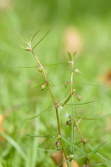 Scleromitrion diffusum