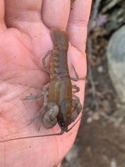 Cambarus bartonii