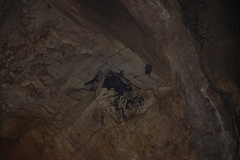 Artibeus jamaicensis