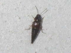 Tachyporus pusillus