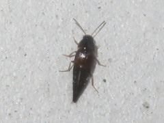 Tachyporus pusillus