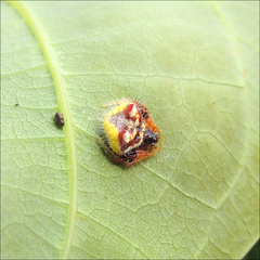 Poecilopachys australasia