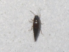 Tachyporus pusillus