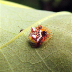 Poecilopachys australasia