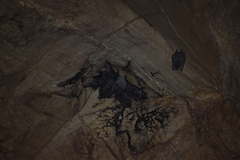 Artibeus jamaicensis