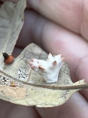 Cynips douglasii