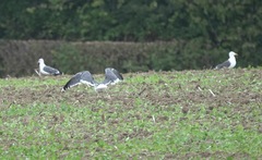 Larus fuscus