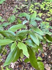 Persea borbonia