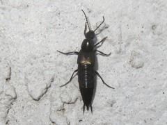 Philonthus cognatus