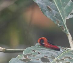 Coryptilum klugii
