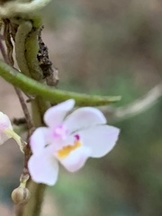 Sarcochilus hillii