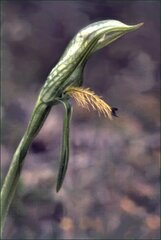 Pterostylis straminea
