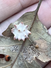 Cynips douglasii