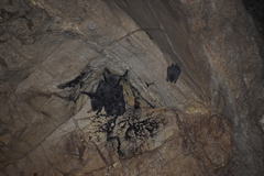 Artibeus jamaicensis