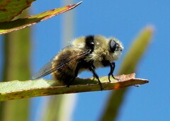 Cephenemyia