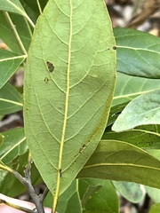 Persea borbonia