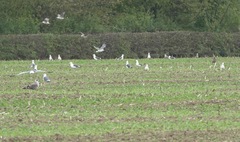 Larus fuscus