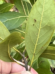Persea borbonia