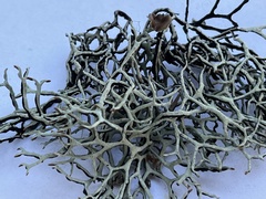 Hypogymnia duplicata