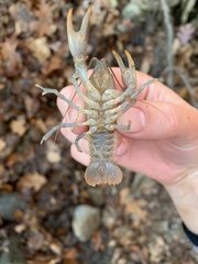 Cambarus bartonii
