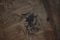 Artibeus jamaicensis