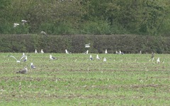 Larus fuscus