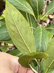 Persea borbonia