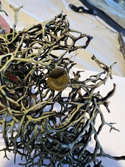 Hypogymnia duplicata