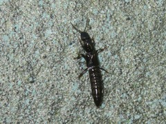 Xantholinus longiventris