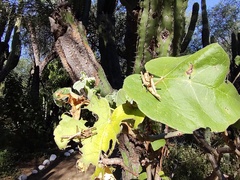 Teicophrys fusiformis