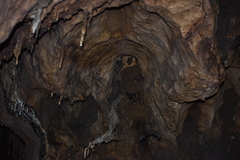 Mormoops megalophylla