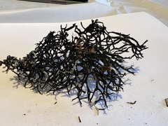 Hypogymnia duplicata