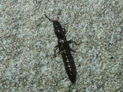 Xantholinus longiventris