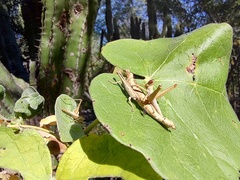 Teicophrys fusiformis