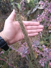 Muhlenbergia robusta