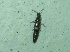Xantholinus longiventris
