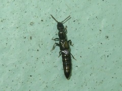 Xantholinus longiventris
