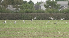 Larus fuscus