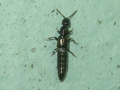 Xantholinus longiventris