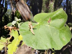 Teicophrys fusiformis